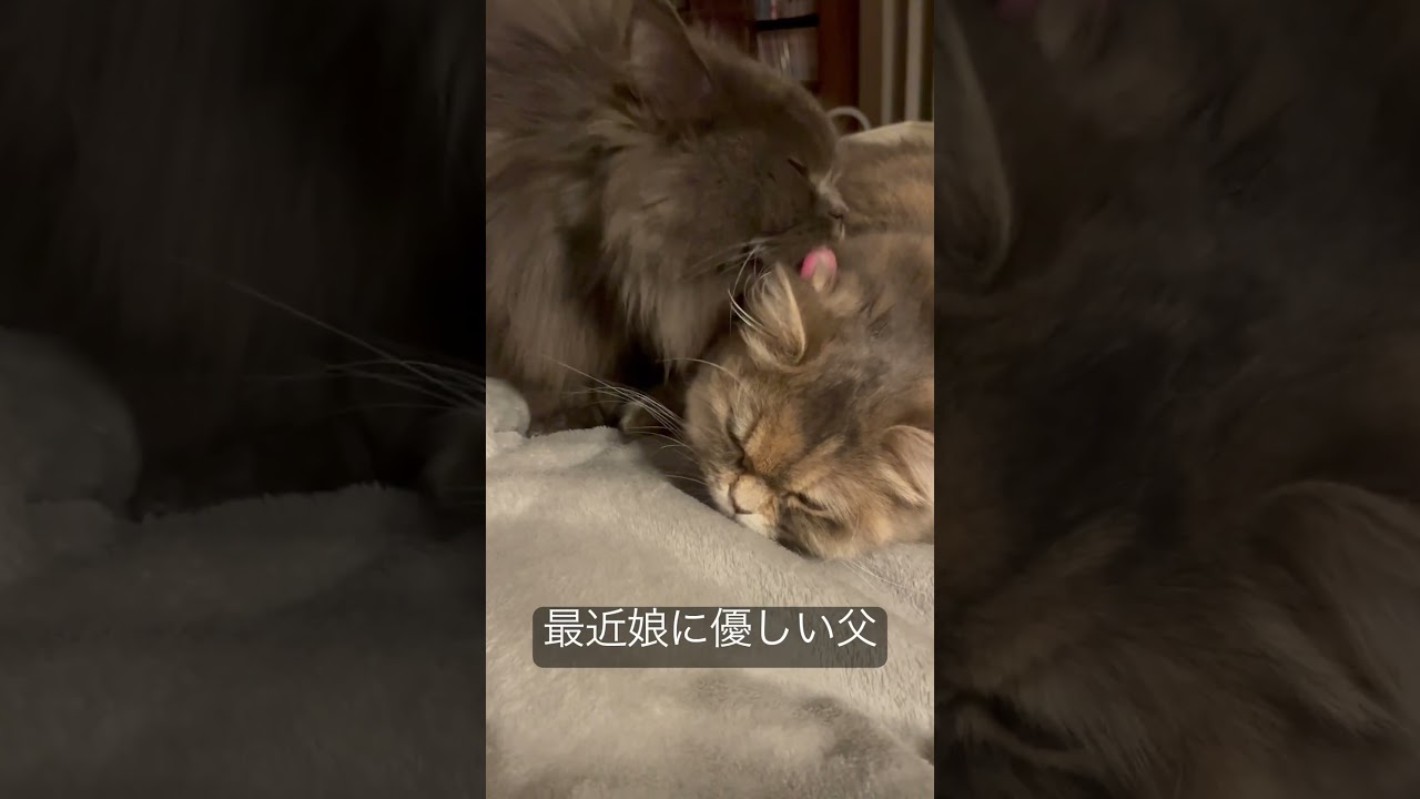 父に愛され嬉しい娘 #ラガマフィン #猫のいる暮らし #子猫動画