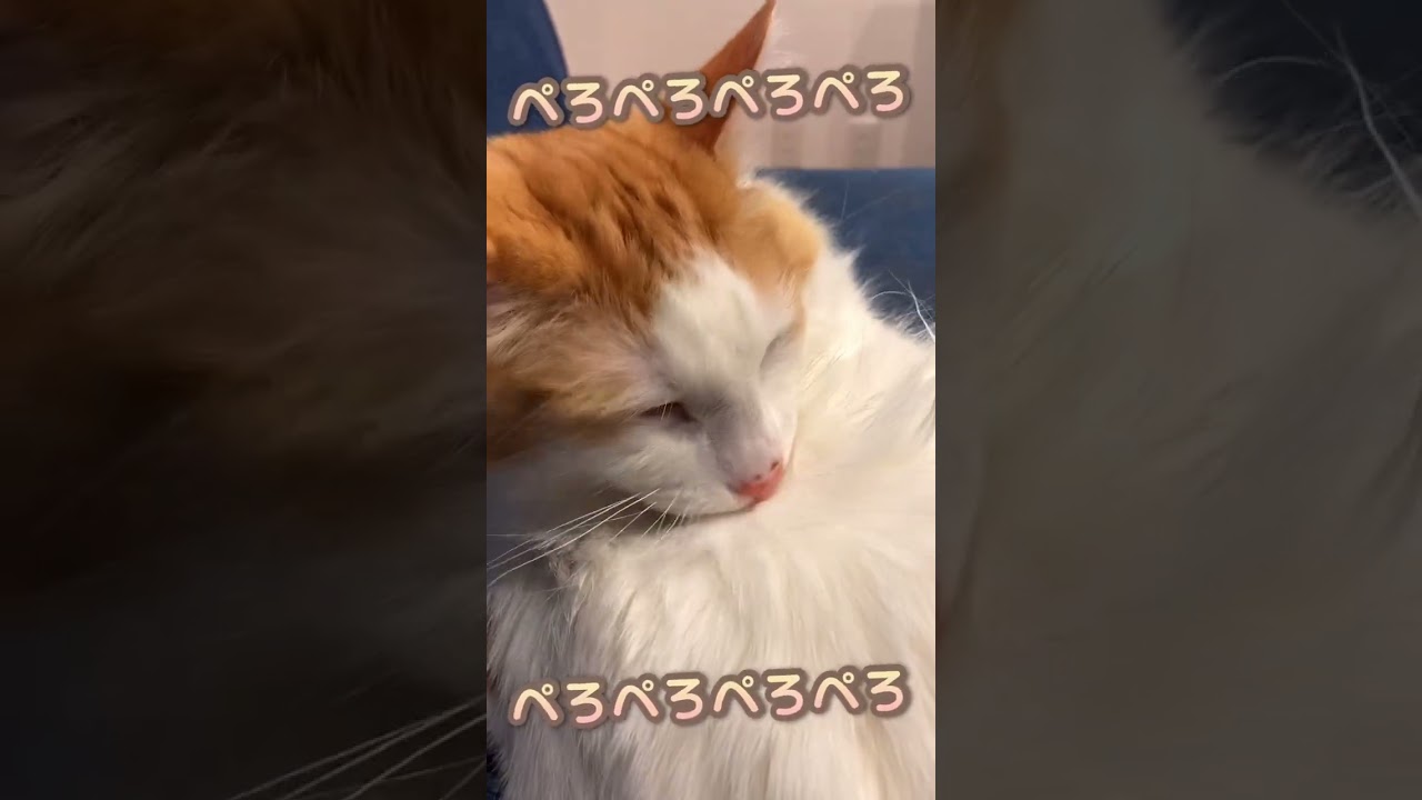 🐱ノルウェージャンフォレストキャットの日常🐱