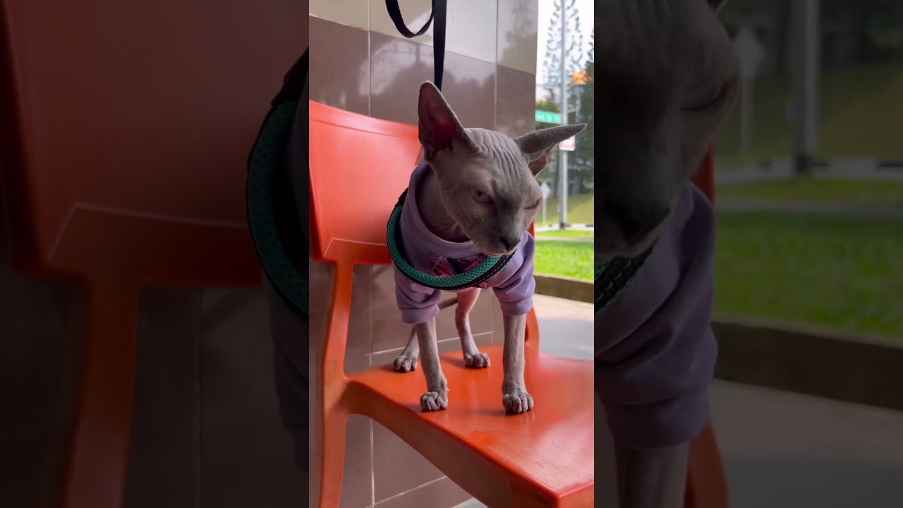 お散歩中の毛のない猫【スフィンクス猫】