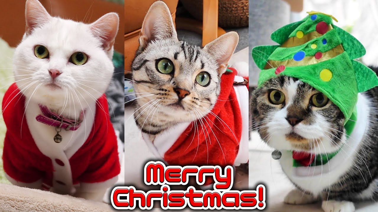 マンチカンのおしゃれクリスマス