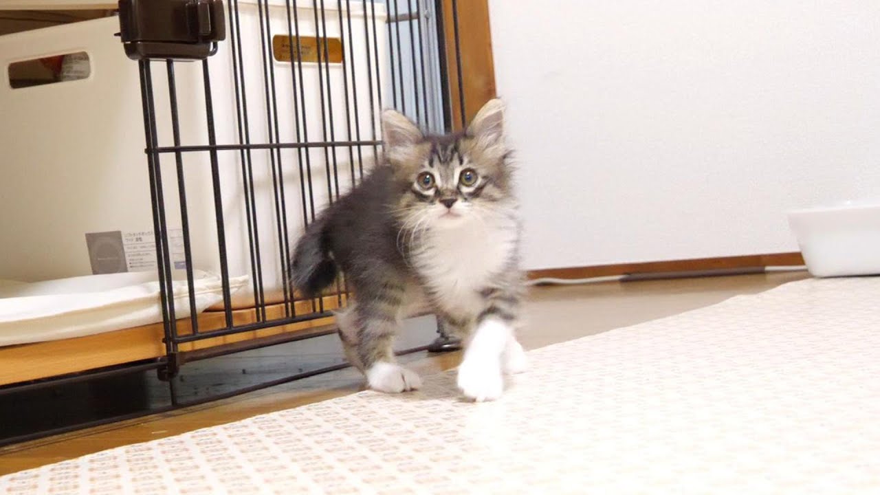 いい匂いに気づいた子猫がうれしそうな顔でやってくる【赤ちゃん猫　保護猫】