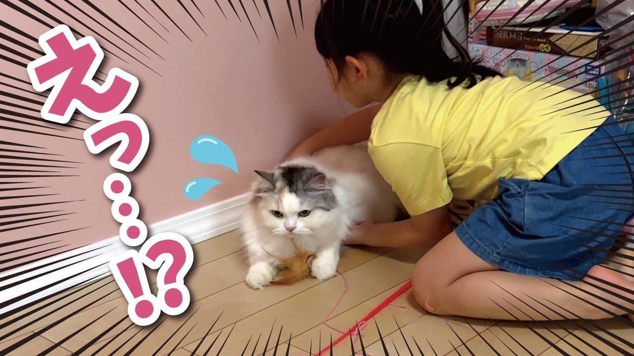 5歳の娘が猫を抱っこしようとしたら大変な事になりました【関西弁でしゃべる猫】