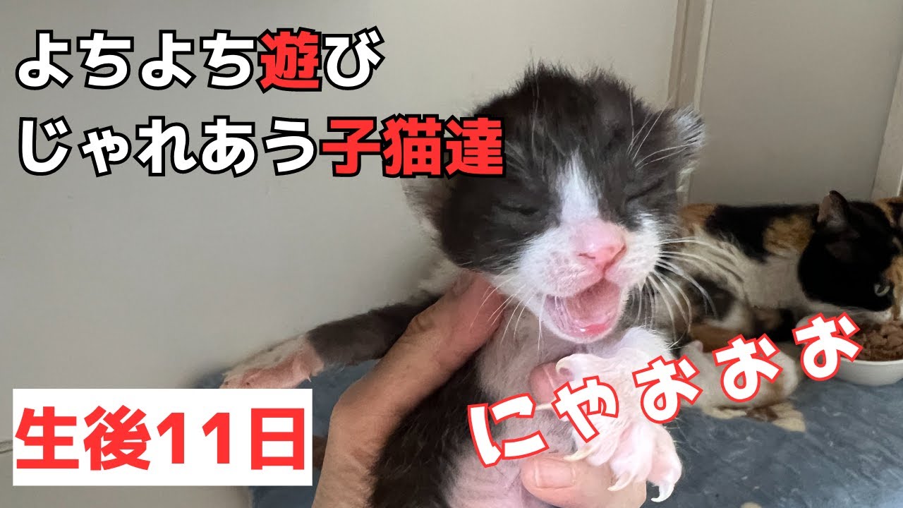 【生後11日】よちよち歩きが可愛い6匹の子猫達