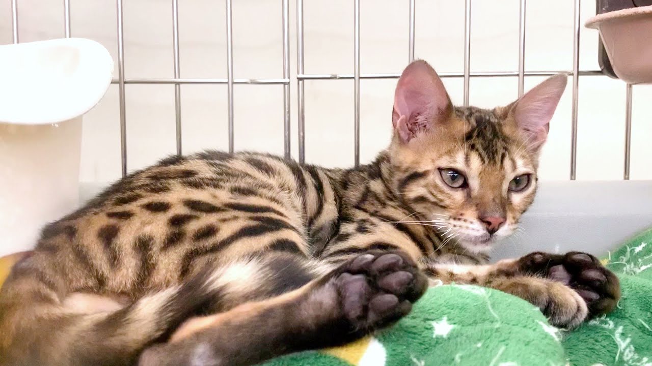 ユアぺティア東戸塚店 - ベンガル  男の子 2021/5/3