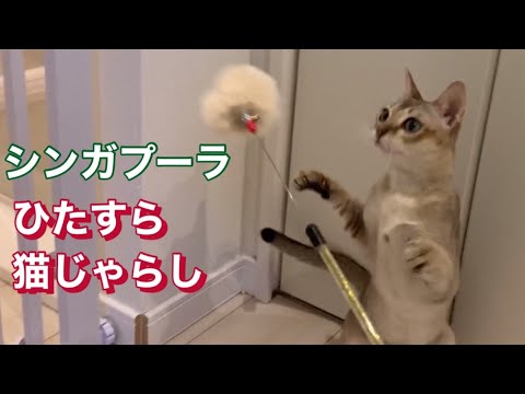 ひたすら猫じゃらし　シンガプーラ　猫動画