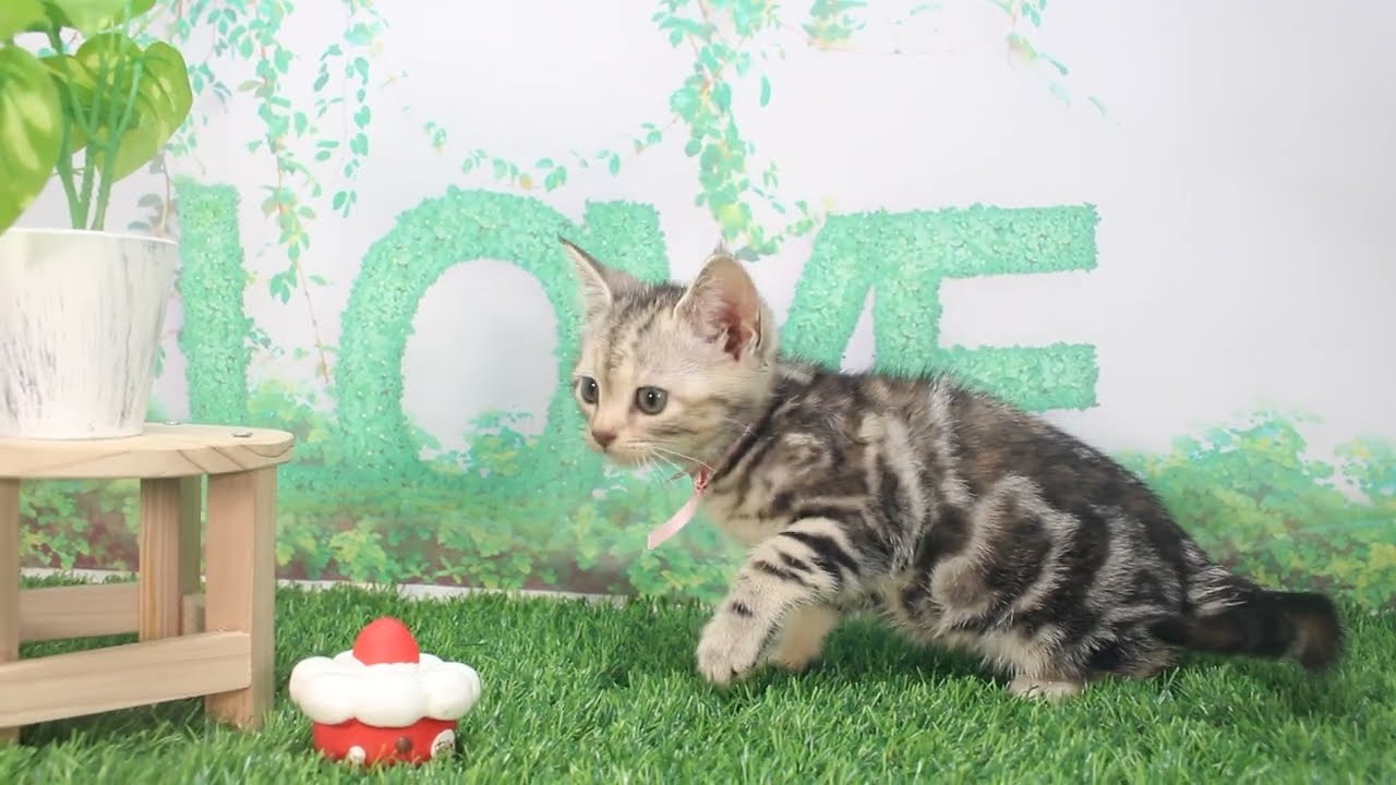 ペットショップcoo&riku No.623324　アメリカンショートヘアー