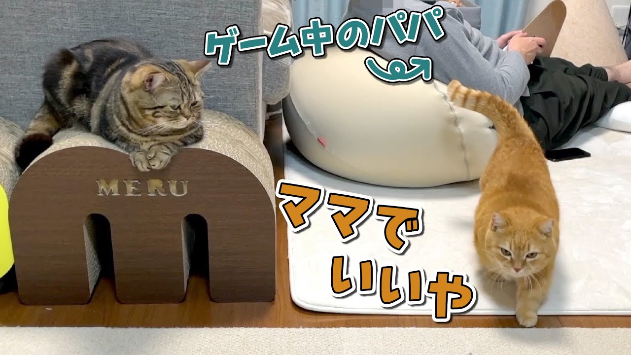 本当はパパに構ってほしいけど暇そうなママで時間を潰す猫…笑