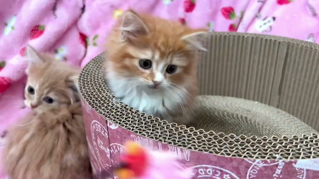 【ナナハチ’s ROOM】長足マンチカン☆ロングヘア　クリームタビー＆ホワイトの男の子　20220702