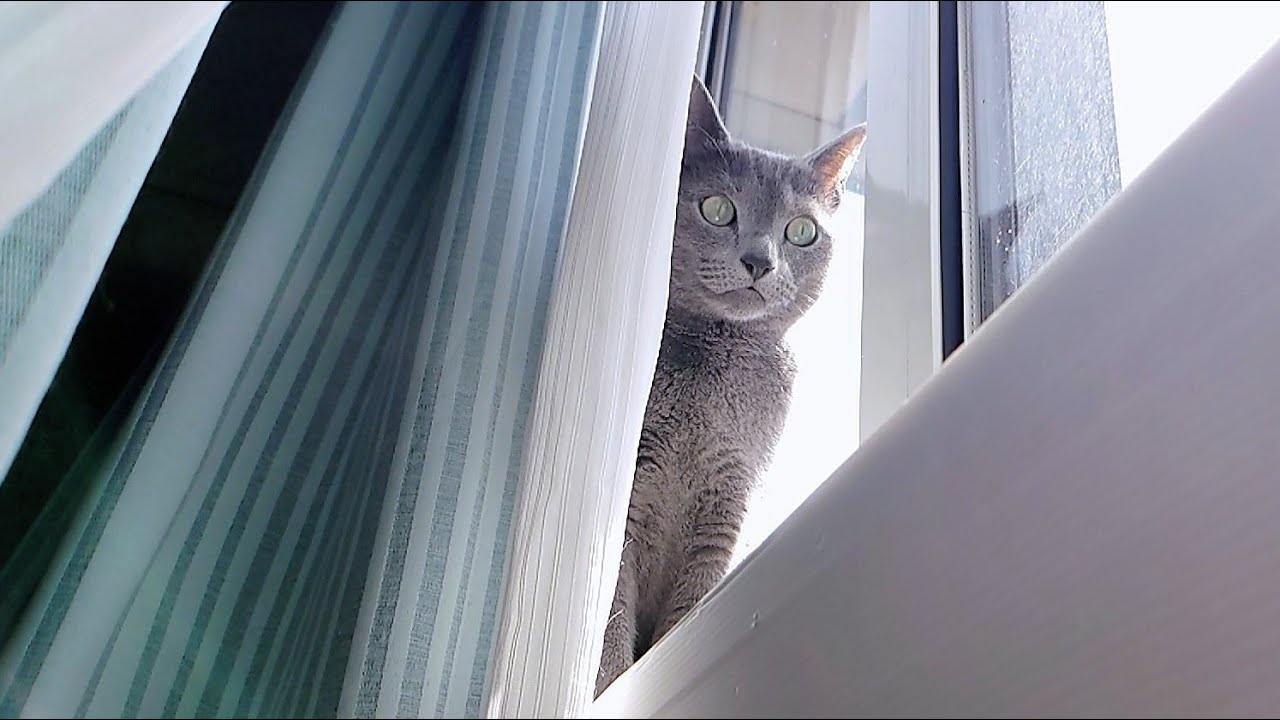 【猫動画】パトロール中は邪魔されたくないロシアンブルー【russianbule】Russian Blue who doesn't want to be disturbed during patrol