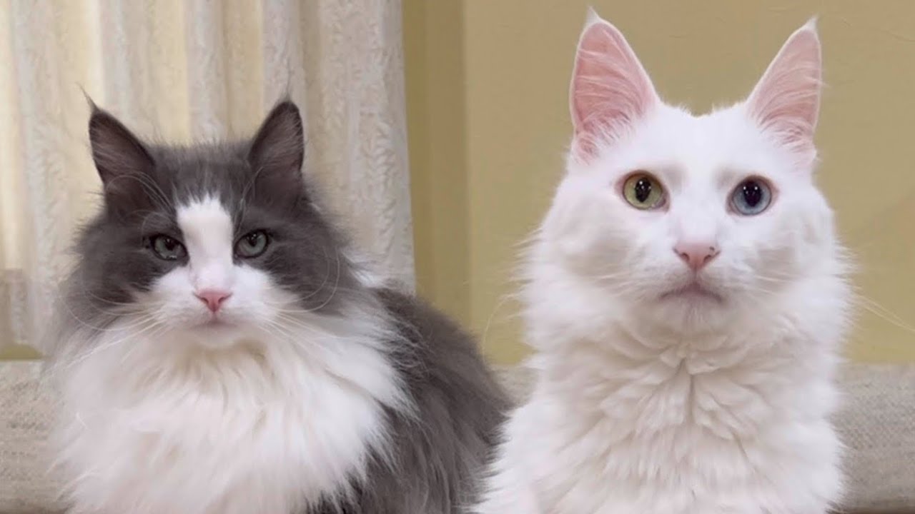 【大惨事⁉︎】シャール大丈夫かい…？ターキッシュアンゴラとノルウェージャンフォレストキャットの日常✨