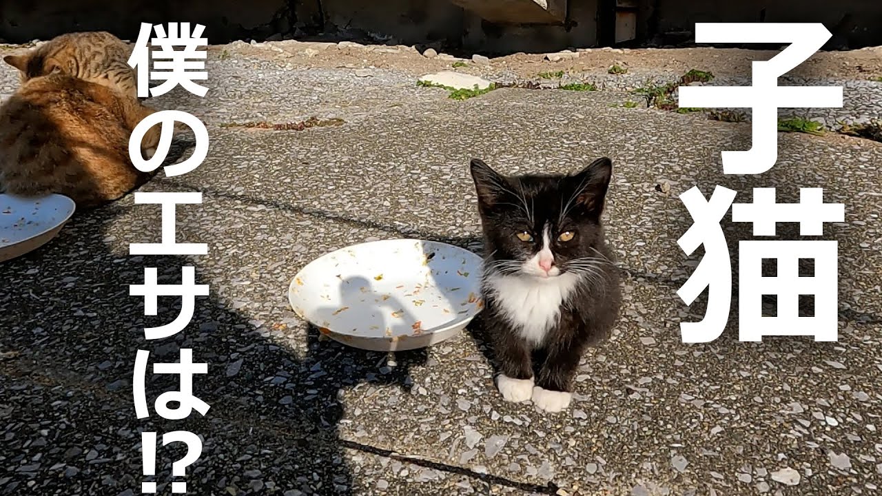 子猫のエサが無い！成猫に食べられた結果…