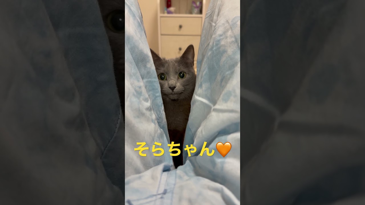 足の間からニコッとする猫（ロシアンブルー）#shorts