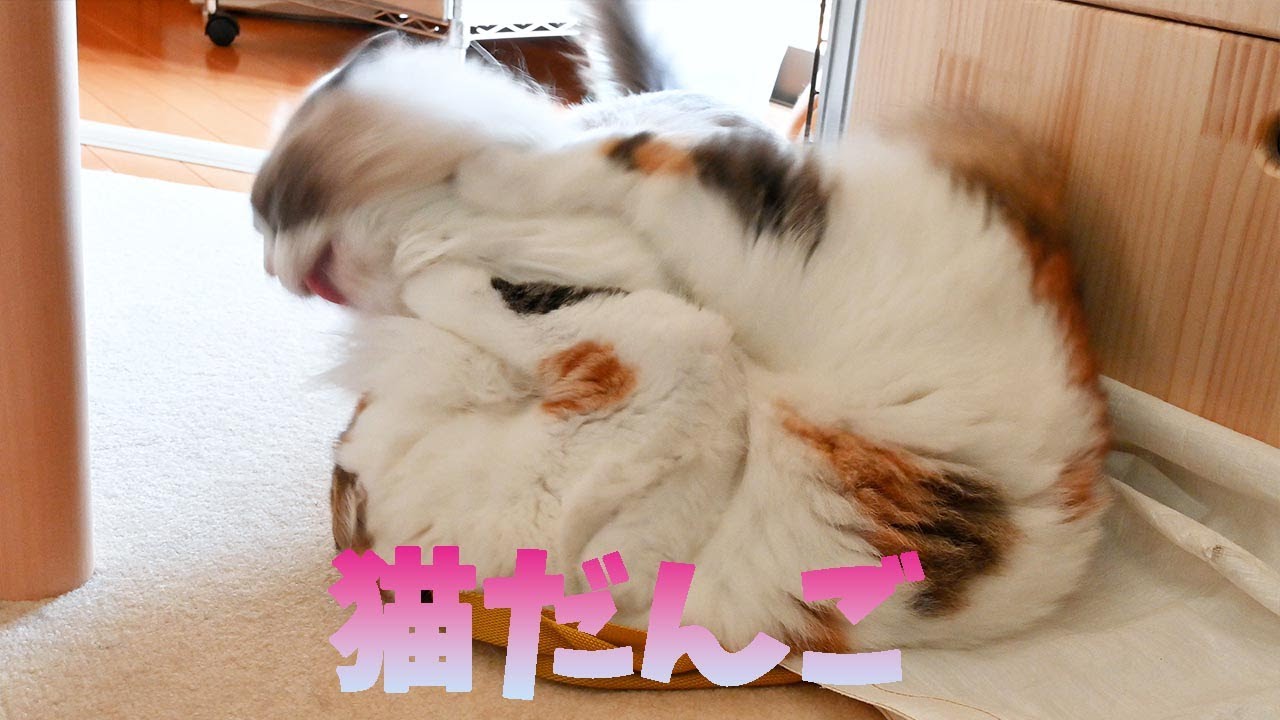 戦わずして勝ち取るメインクーン。追いかけっこしてた理由を忘れるサイベリアン。決して忘れないラグドール