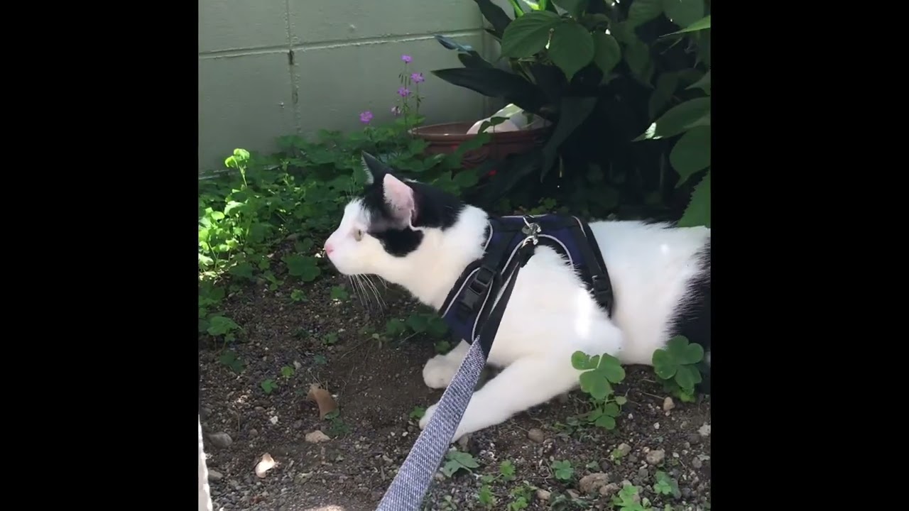 お外へ行ってピンクの足裏が汚れてしまった猫「めんどくさいにゃ」