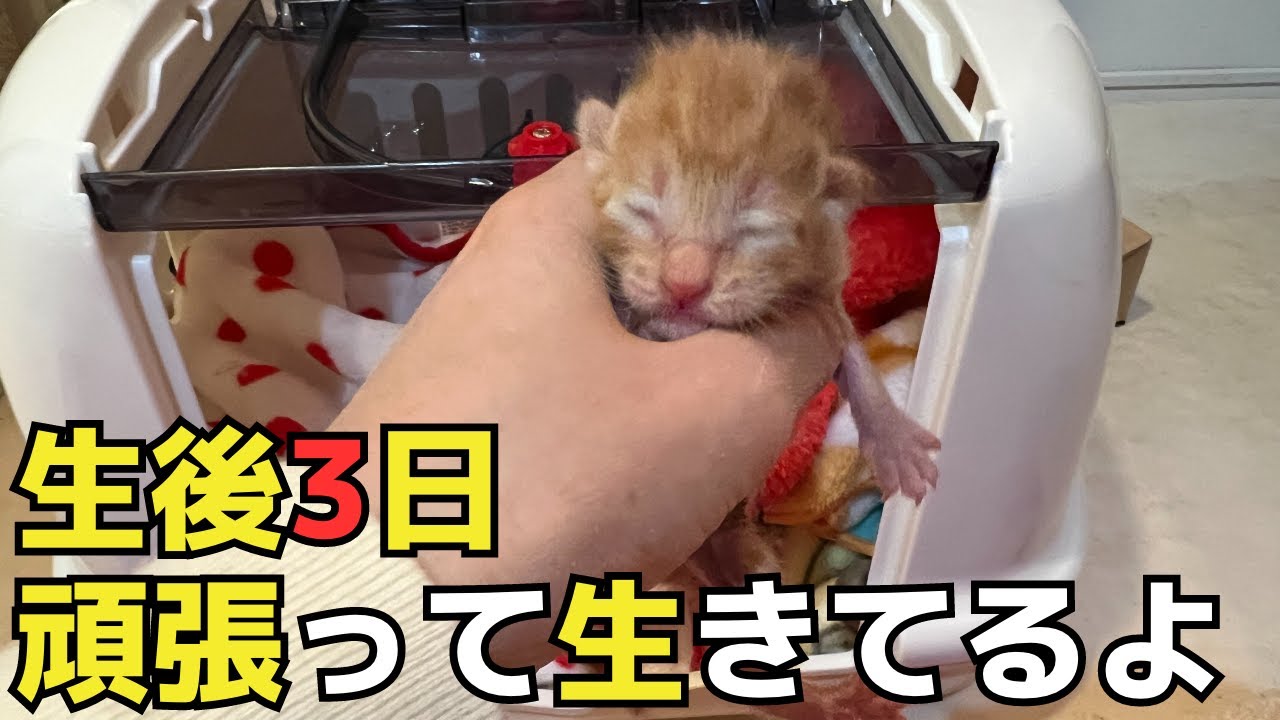 【保護した子猫は胎盤がついたままでした】生後３日。生きた。