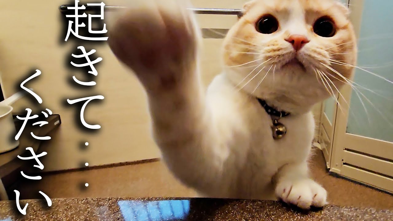 お風呂でうとうとしてたら心配で起こしに来た子猫と犬がこちらです...