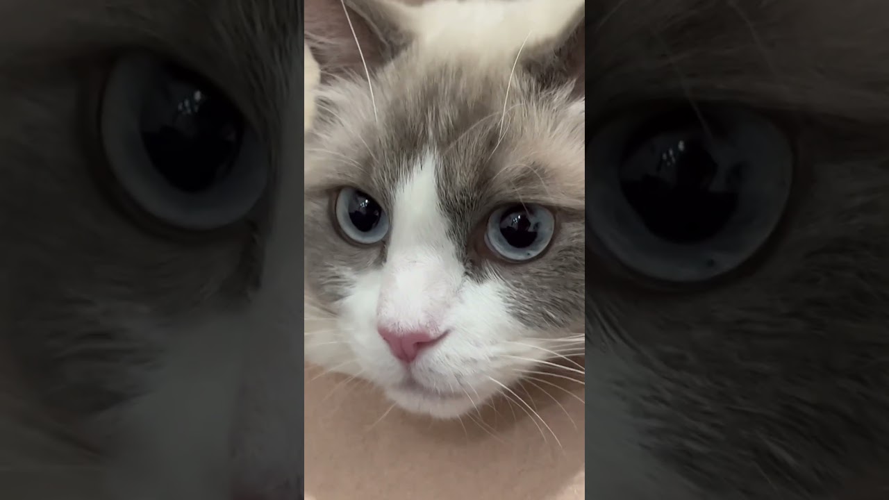 狭い場所でまったり😌#shorts#cat#Ragdoll#ラグドール