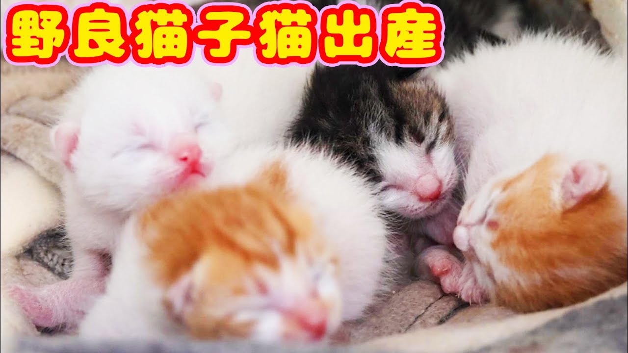 【野良猫子猫出産】ボランティアさんと子猫出産の実態調査