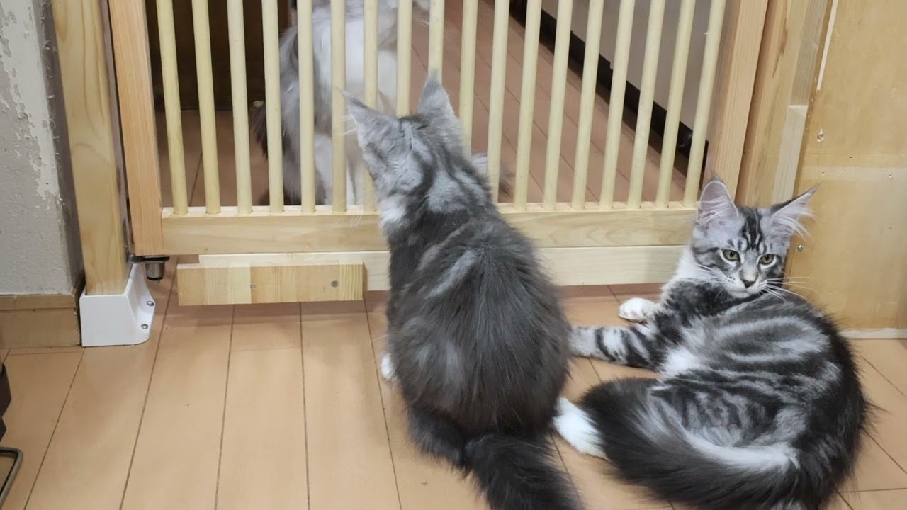 神秘のメインクーン子猫マリアちゃん