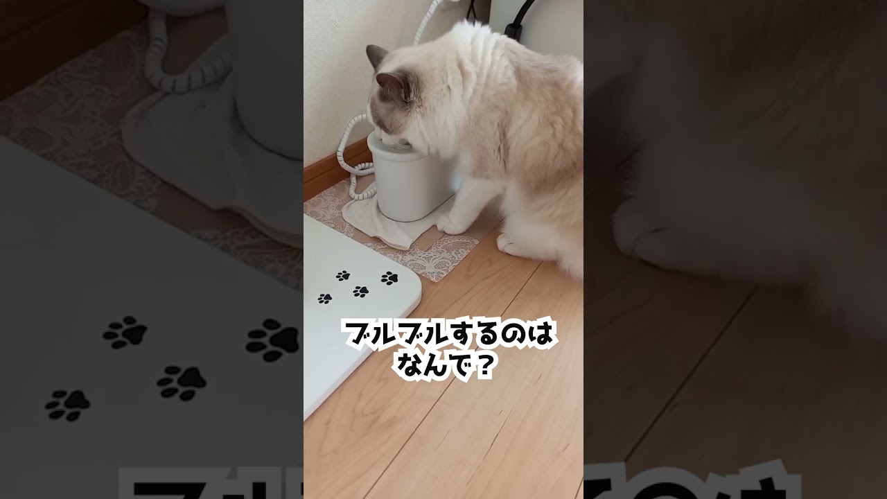 猫が水を飲み終わった後にする行動#shorts #ラグドール