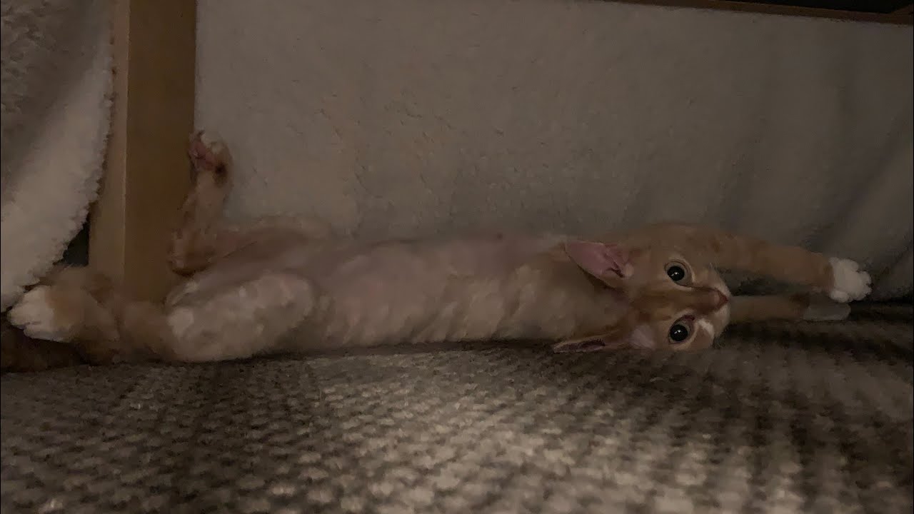 お水を飲んで満足した後こたつでくつろぐデボンレックス猫です(Devon Rex cat relaxing in Kotatsu after drinking water)