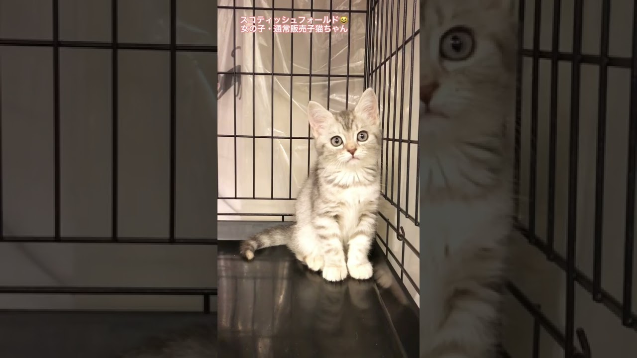 スコティッシュフォールド😸　子猫ちゃん🐈　通常販売🐈