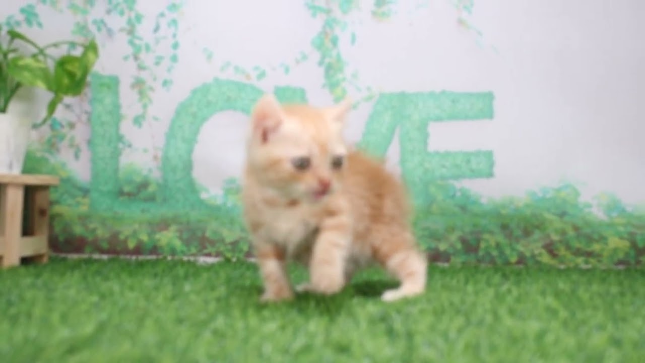 Coo&RIKU　No628746　アメリカンカール