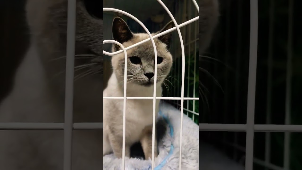 保護猫二匹の出会い#怪我した猫#キジ白#トンキニーズMIX