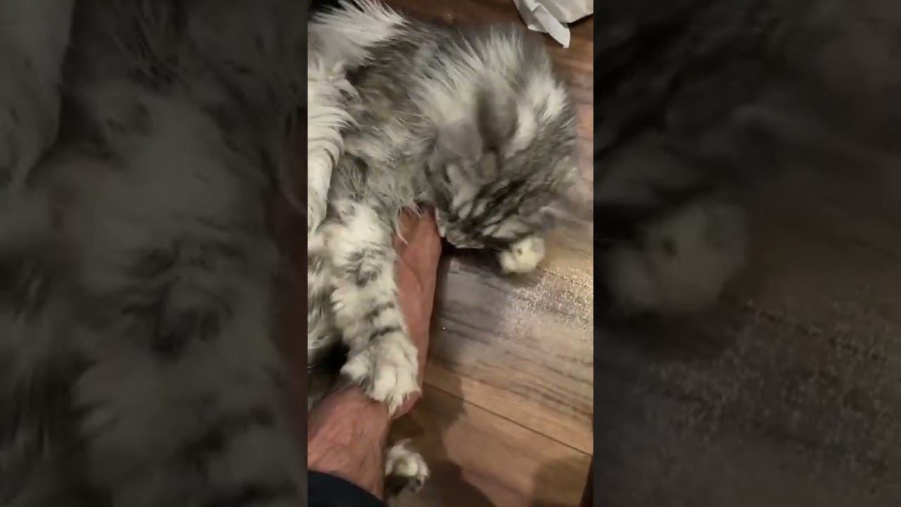 【メインクーン】足を噛むデカイ猫 #shorts