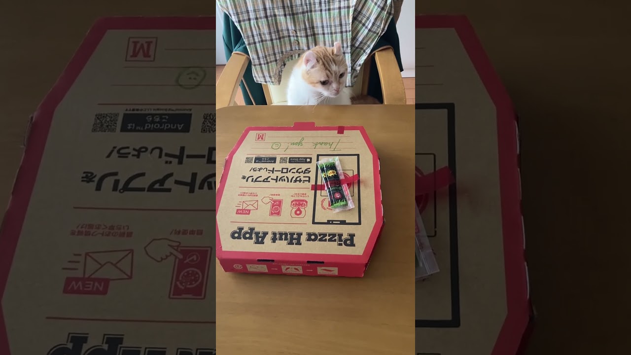 ピザハット #shorts  #猫 #アメリカンカール #cat