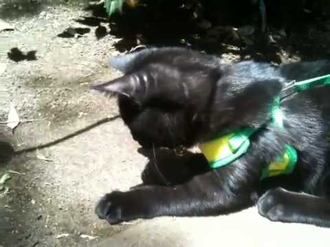 黒猫ボンベイ 20100514