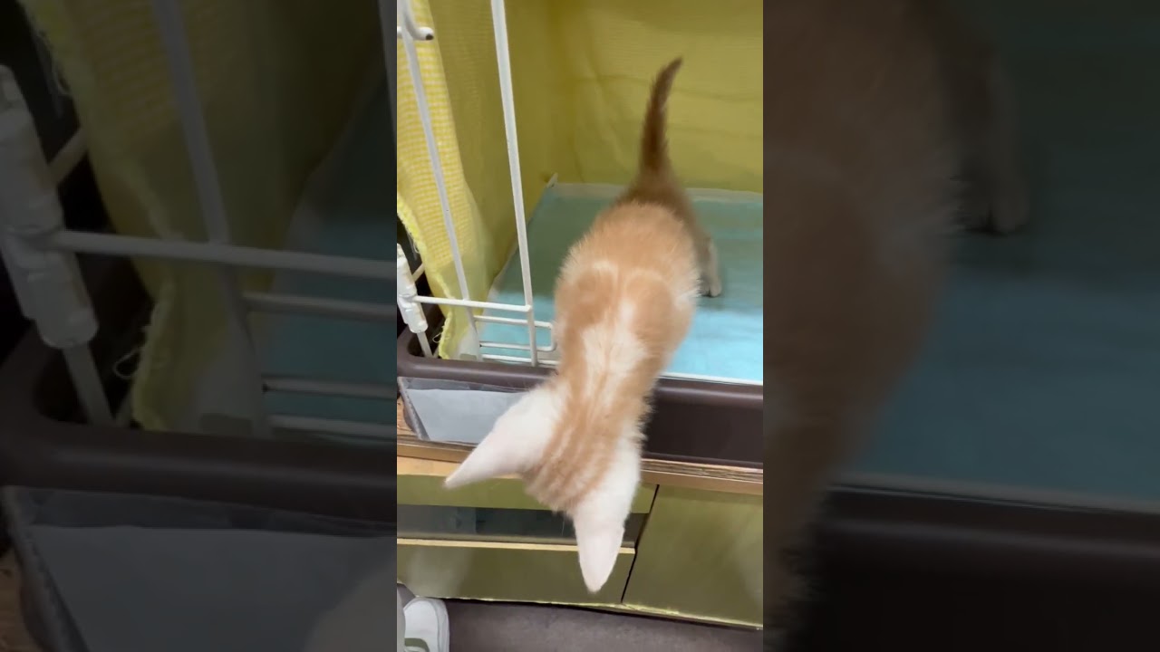 アメリカンショートヘア ☆綺麗なカラーに愛嬌満点の可愛いお顔♪レッドタビーのアメショー君☆