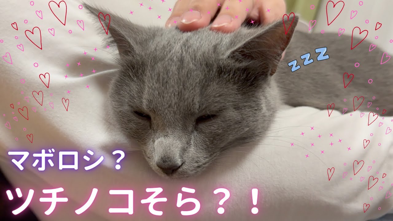 幻の未確認生物？！そら（ロシアンブルー）