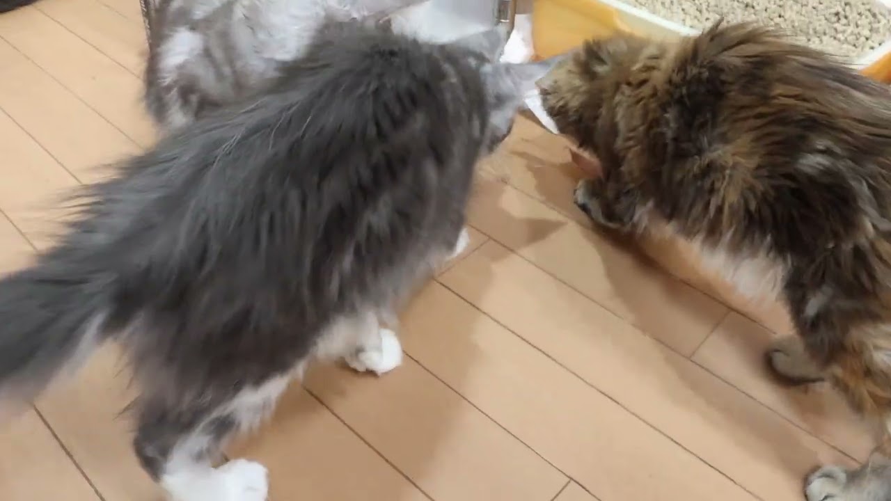 神秘のメインクーン子猫マリアちゃん