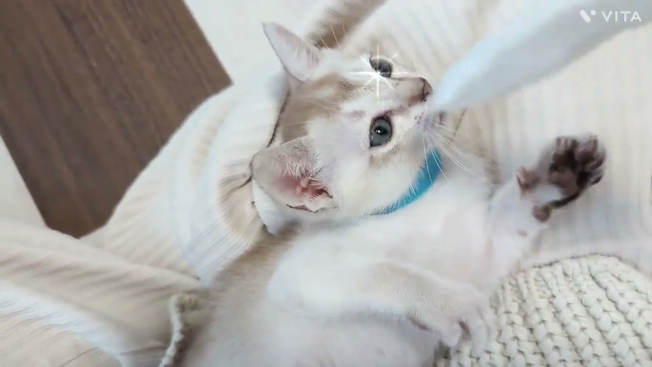 シンガプーラ セピアアグーティ（⟡.·*うるるん短毛⟡.·*.）の女の子♡