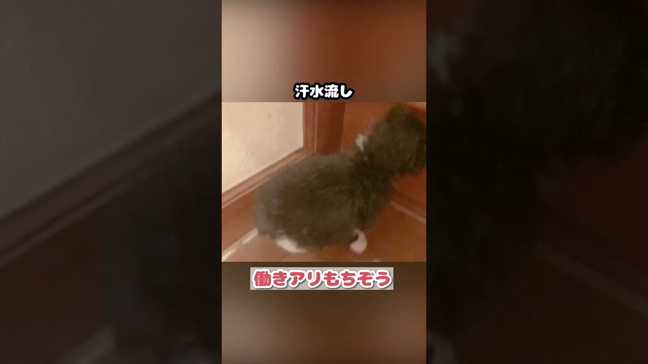 【子猫動画】働きアリもちぞうの歌 #shorts