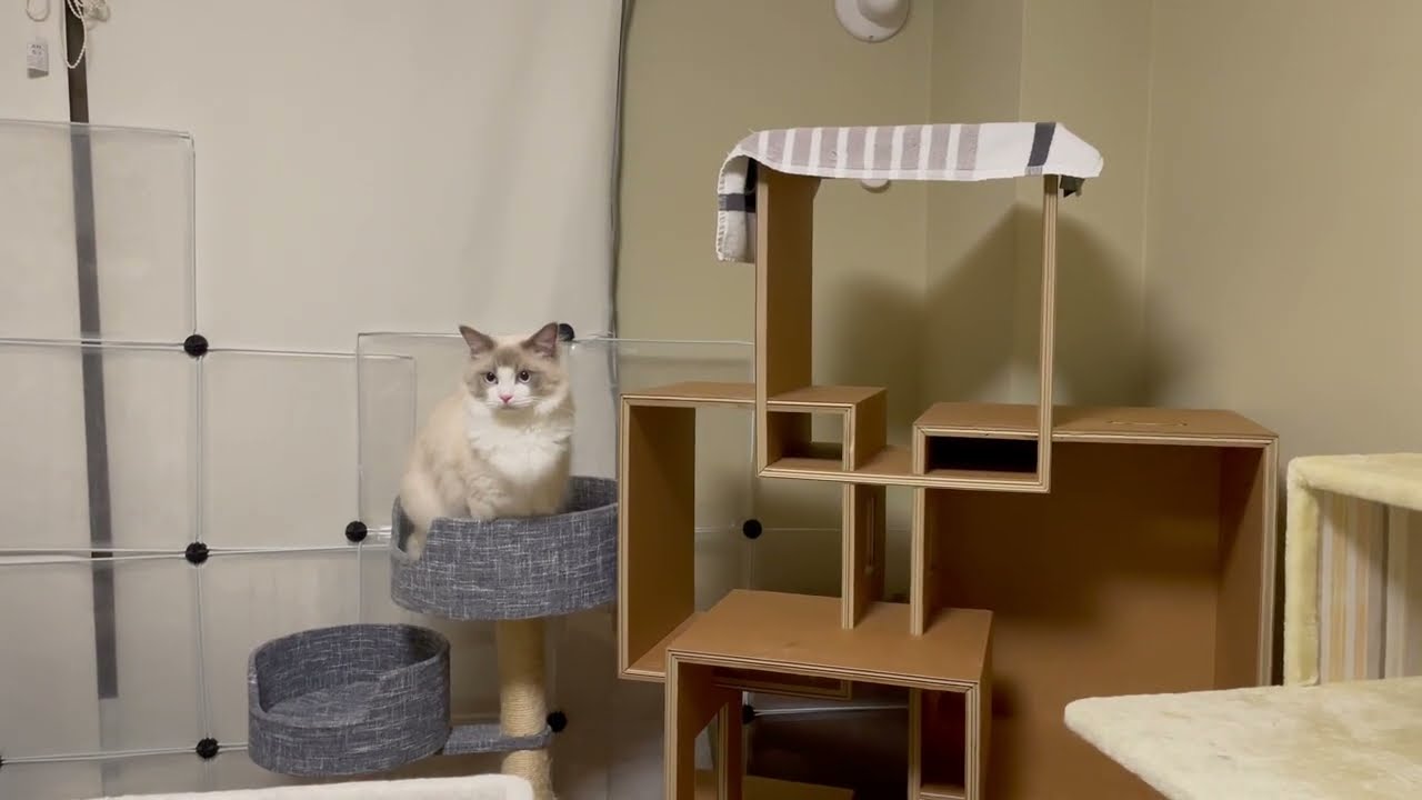 タオルかじっちゃうニケ【ラグドールメインクーン】ある日の猫c215