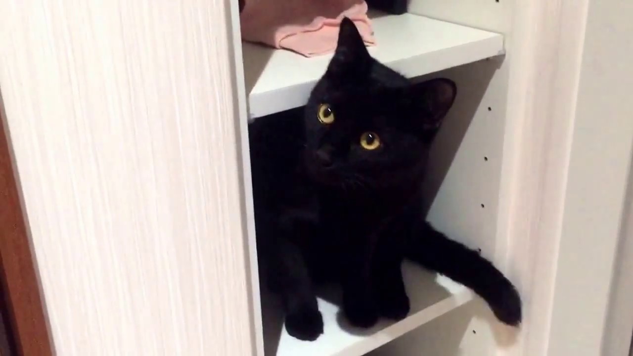 クロネコボンベイ？My pet Bombay？可愛いクロネコさん(^ ^)