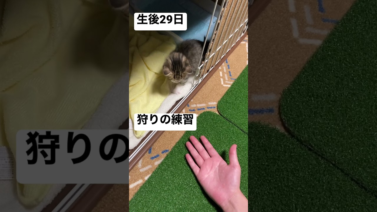 将来有望ハンター #shorts #子猫
