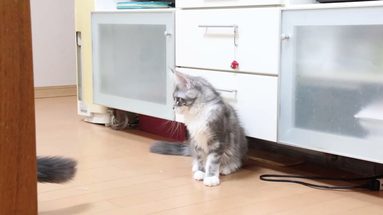 神秘のメインクーン子猫マリアちゃん