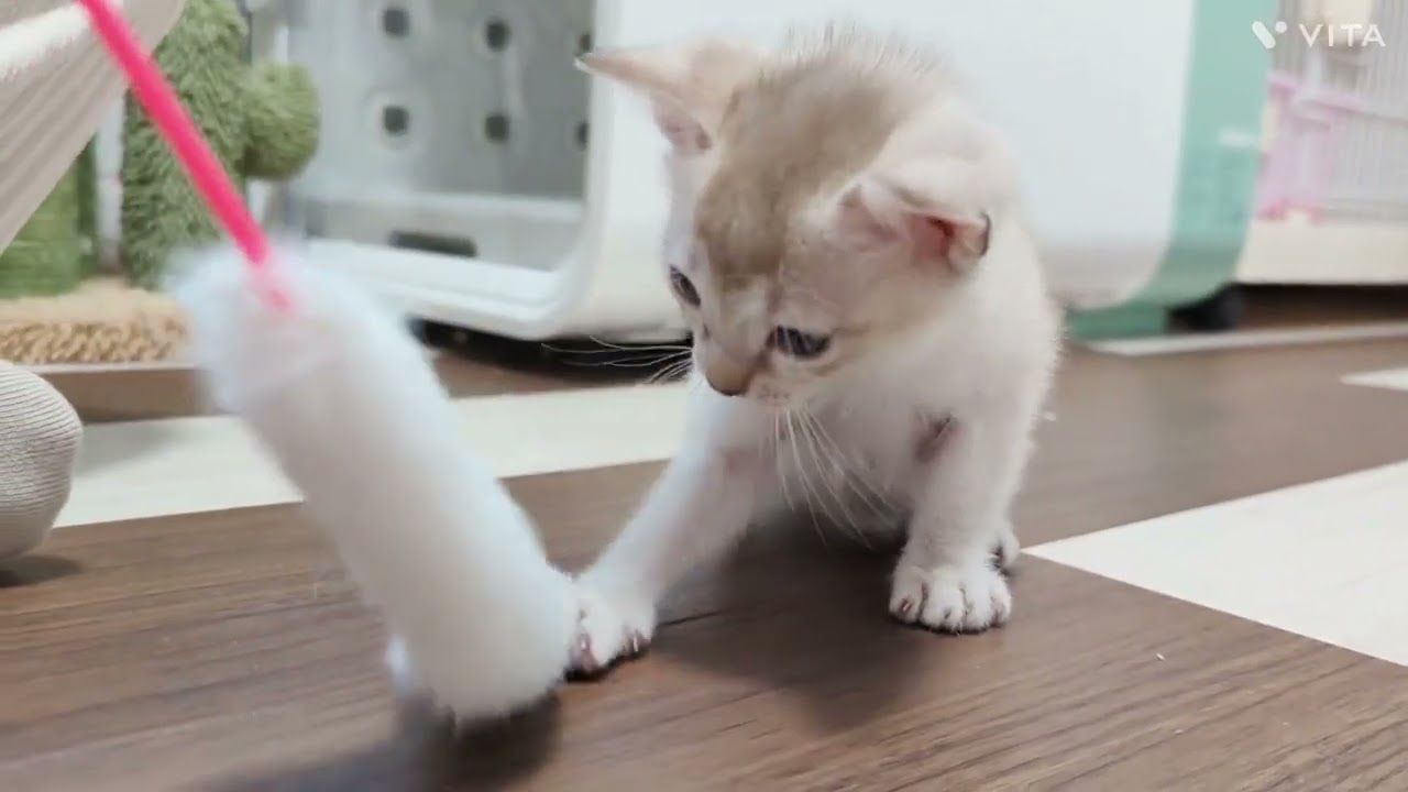 シンガプーラ セピアアグーティ（⟡.·*つやつや短毛⟡.·*.）の男の子♪