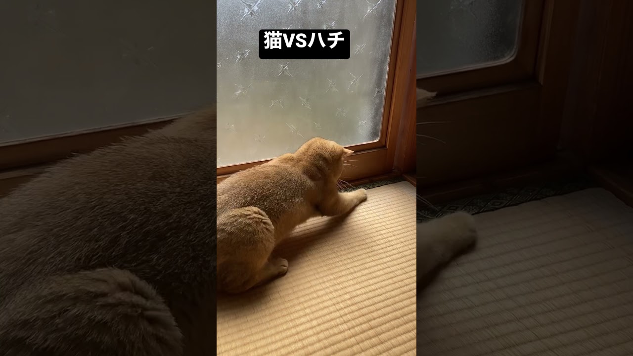ハチの反撃にあう猫 #ブリティッシュショートヘア #子猫 #猫