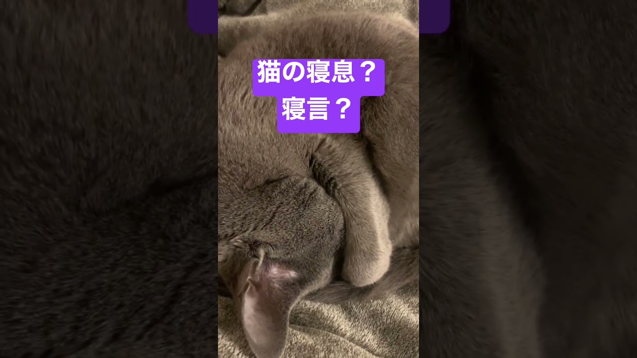 聞こえますか？ #ロシアンブルー #いやしねこ #しっぽ吸い