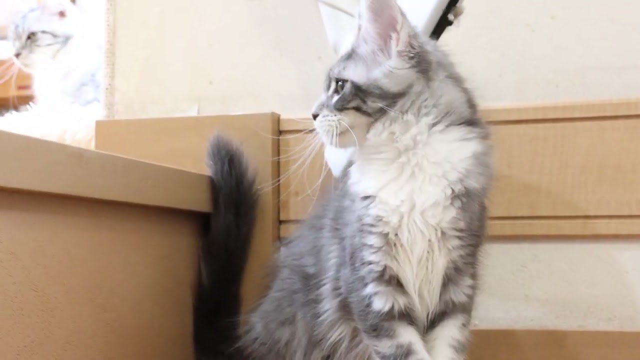 神秘のメインクーン子猫マリアちゃん