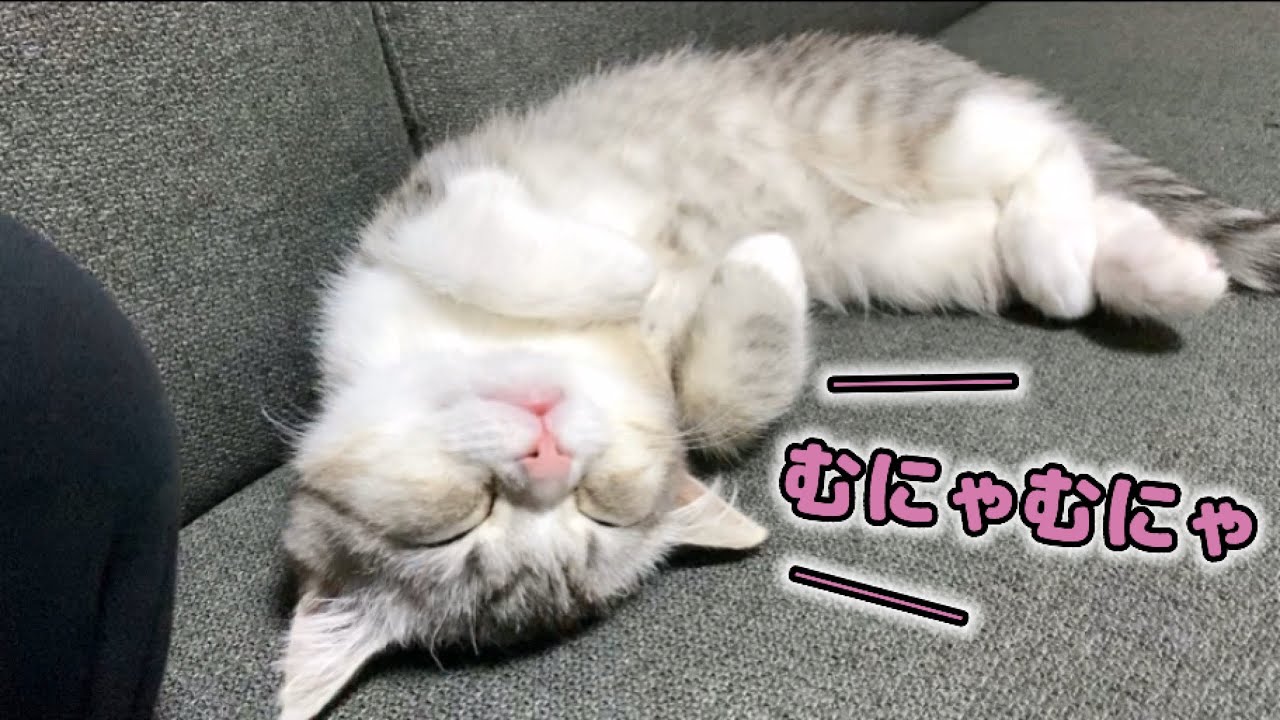 寝相のバリエーションが尽きない子猫がかわいい…【スコティッシュフォールド】
