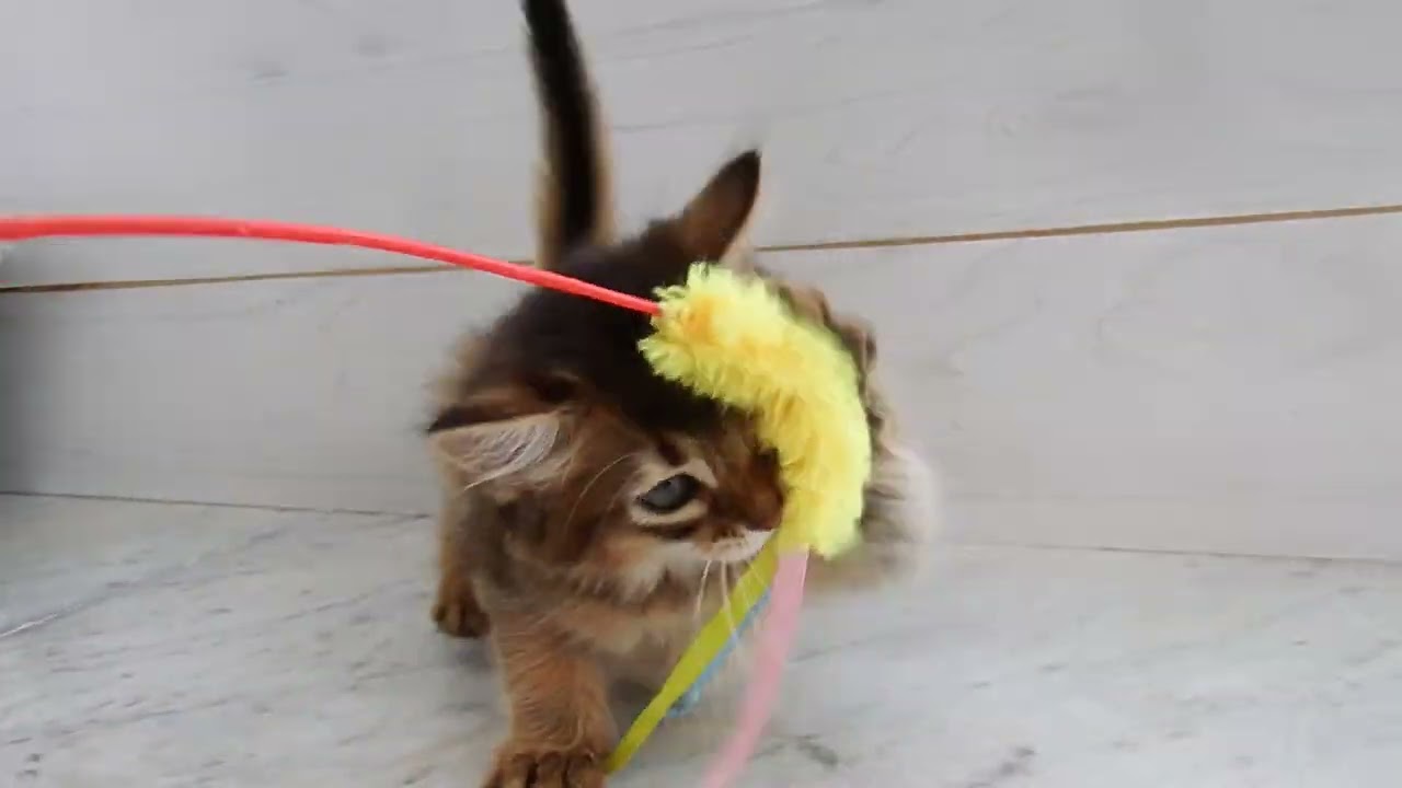 ノアズアーク山科本店に2/12生まれのソマリの女の子がやってきました