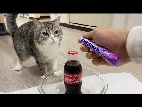 猫が初めてメントスコーラを見るとこうなりますww