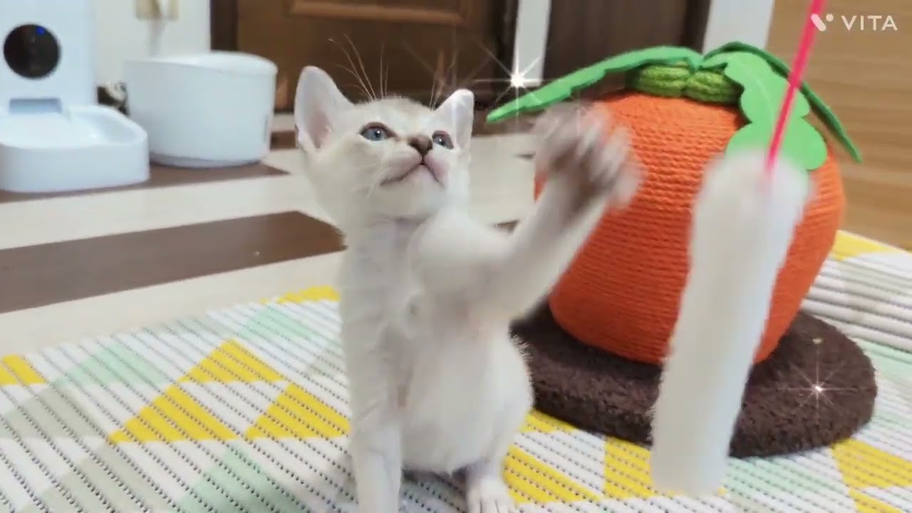 シンガプーラ セピアアグーティ（⟡.·*うるるん短毛⟡.·*.）の女の子♡