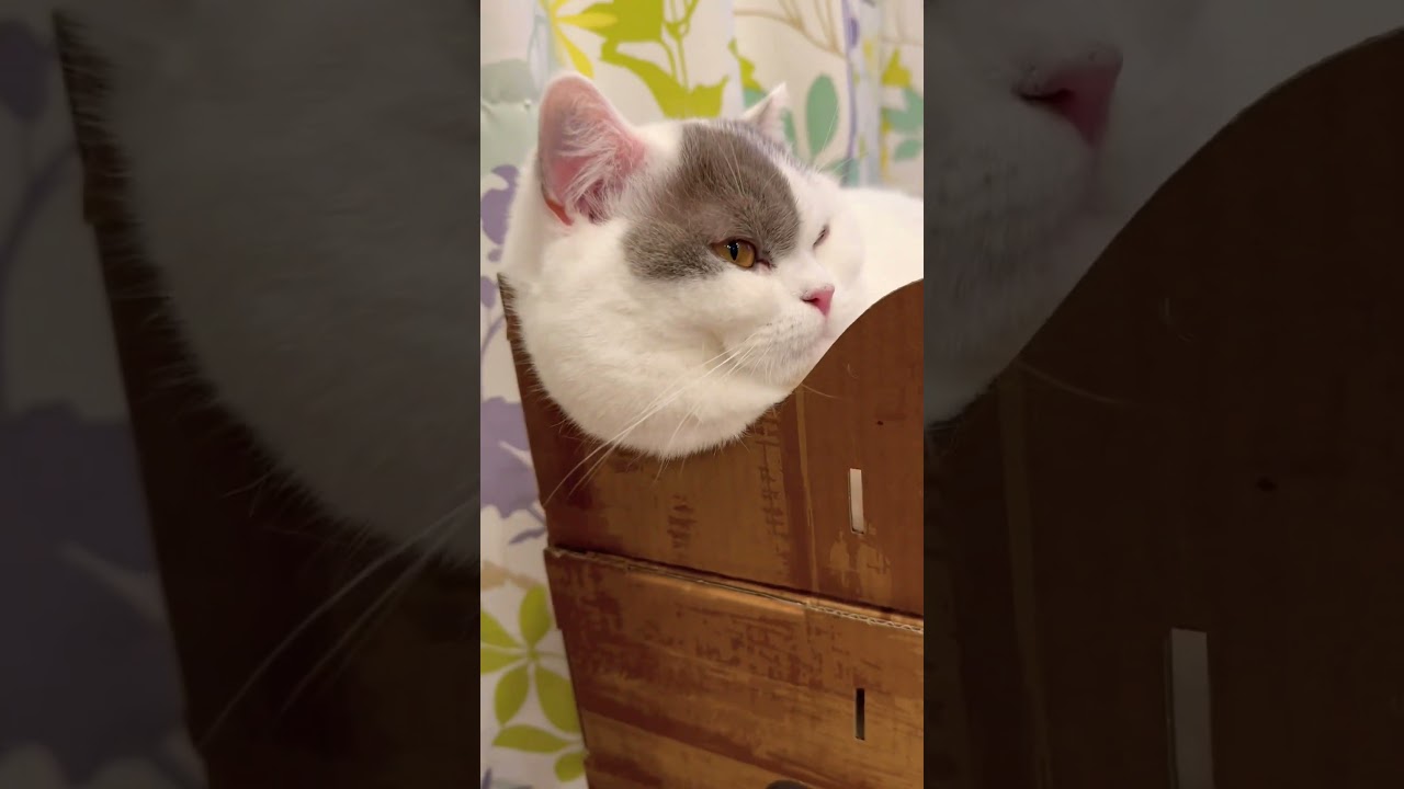 #shorts もちもち