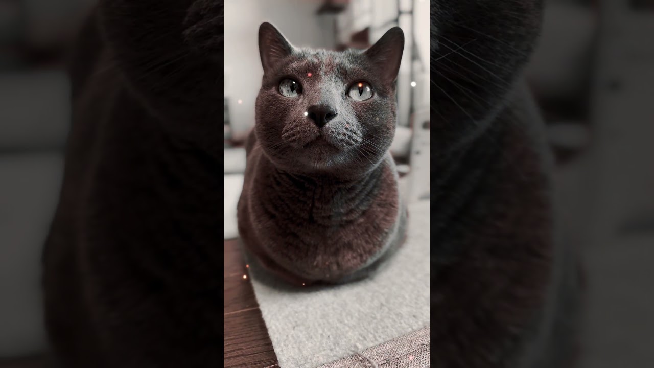【ロシアンブルー】めろん、今日も穏やかに過ごせました😊【猫】#shorts